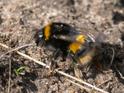 Bombus terrestris.jpg